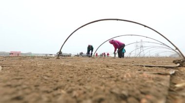 LUANNAN COUNTY, Çin - 12 Nisan 2021: çiftçiler çiftliklerde pirinç tohumu seraları inşa ediyorlar.