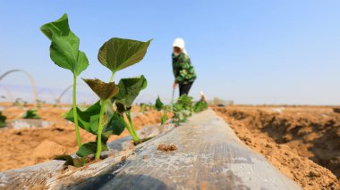 LUANNAN COUNTY, Hebei Eyaleti, Çin - 6 Nisan 2021: çiftçiler tarlalara tatlı patates tohumları ekiyor.