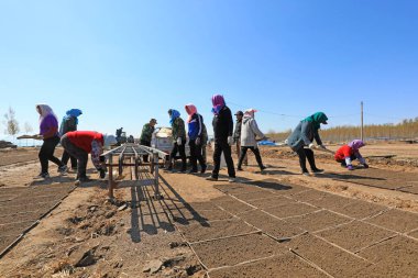 LUANNAN COUNTY, Çin - 13 Nisan 2021: çiftçiler fide tepsilerine pirinç ekmek için makineler kullanıyorlar.