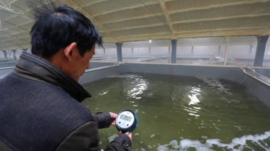 Teknisyen Kuzey Çin 'deki orfoz kültür göletinin su sıcaklığını kontrol ediyor.