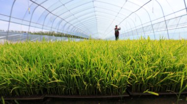 farmers work in rice seedbeds on a farm, North China clipart