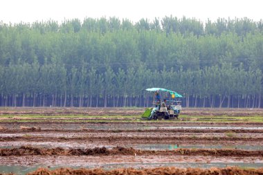 LUANNAN COUNTY, Çin - 14 Mayıs 2021: Çiftçiler pirinç naklini çiftliklerde pirinç yetiştirmek için kullanıyorlar, Kuzey Çin