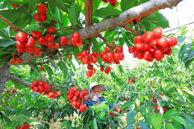 LUANNAN COUNTY, Çin - 3 Haziran 2021: çiftçiler büyük kirazları meyve bahçelerinde, Kuzey Çin