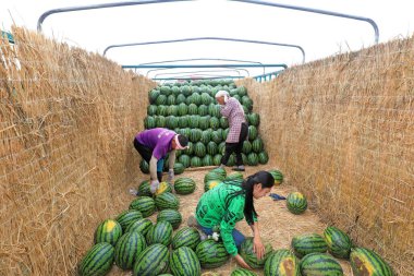 LUANNAN COUNTY, Çin - 29 Haziran 2021: Çiftçiler karpuz taşıyorlar tarlalarda, Çin