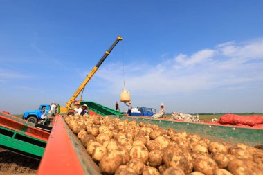 LUANNAN COUNTY, Çin - 5 Temmuz 2021: Kuzey Çin 'deki bir çiftlikteki bir tarlada patatesleri taşıyan bir vinç