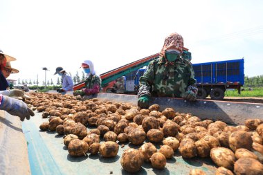 LUANNAN COUNTY, Çin - 5 Temmuz 2021: çiftçiler Kuzey Çin 'deki bir çiftlikte patates ayıklamak için büyük tarım makineleri kullanıyorlar