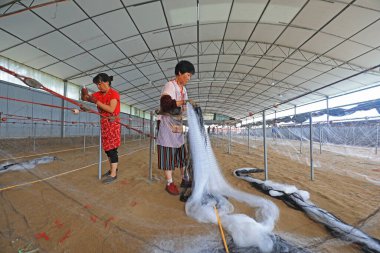 LUANNAN COUNTY, Çin - 19 Temmuz 2021: işçiler Çin 'deki bir balıkçı ağı işleme tesisinde yengeç ağlarını elle işliyorlar