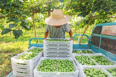 İşçiler Kuzey Çin 'deki çiftlikte yumuşak hurma ve kiwifruit taşıyorlar.