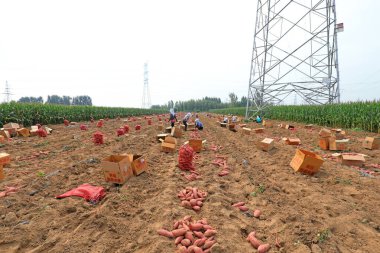 LUANNAN COUNTY, Çin - 8 Eylül 2021: çiftçiler Kuzey Çin 'deki tarlalarda tatlı patates hasat ediyorlar..