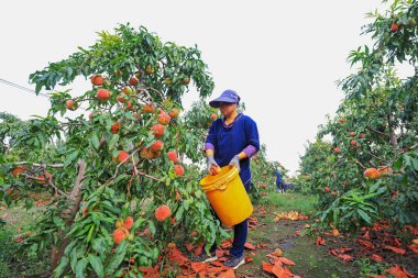 LUANNAN COUNTY, Çin - 23 Eylül 2021: çiftçiler Kuzey Çin 'deki bir çiftlikte meyve bahçelerinde olgun taze şeftaliler hasat ediyorlar.