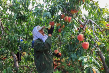 LUANNAN COUNTY, Çin - 23 Eylül 2021: çiftçiler Kuzey Çin 'deki bir çiftlikte meyve bahçelerinde olgun taze şeftaliler hasat ediyorlar.