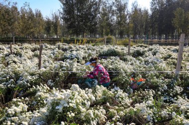 LUANNAN COUNTY, Çin - 8 Ekim 2021: çiftçiler Kuzey Çin 'deki tarlalarda tıbbi beyaz kasımpatı hasat ettiler