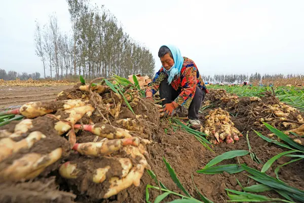 LUANNAN COUNTY, Çin - 15 Ekim 2021: Çiftçiler Kuzey Çin 'deki çiftlikte zencefil hasat ediyorlar