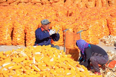 LUANNAN COUNTY, Çin - 22 Ekim 2021: çiftçiler ceplerine kuru mısır koydu, Kuzey Çin