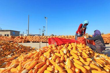 LUANNAN COUNTY, Çin - 22 Ekim 2021: çiftçiler ceplerine kuru mısır koydu, Kuzey Çin