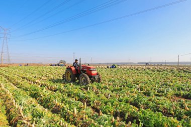 LUANNAN COUNTY, Çin - 27 Ekim 2021: çiftçiler Kuzey Çin 'deki tarlalarda beyaz turp toplamak için tarım makineleri kullanıyorlar