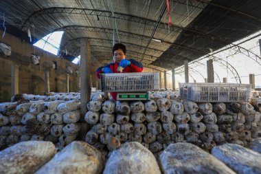 LUANNAN COUNTY, Çin - 13 Kasım 2021: çiftçiler Kuzey Çin 'deki seralarda yenilebilir mantar topluyorlar