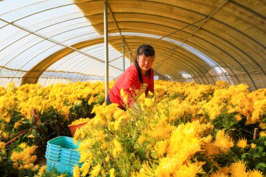 LUANNAN COUNTY, Çin - 16 Kasım 2021: çiftçiler Kuzey Çin 'deki seralarda kasımpatı topluyorlar