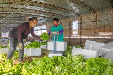 LUANNAN COUNTY, Çin - 25 Kasım 2021: çiftçiler, Kuzey Çin 'de bir serada yaprak salatası paketliyorlar.