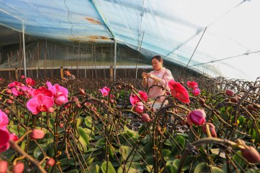 LUANNAN COUNTY, Çin - 28 Aralık 2021: Çiftçiler Kuzey Çin 'deki Phalaenopsis' in icabına bakıyorlar
