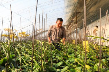 LUANNAN COUNTY, Çin - 28 Aralık 2021: Çiftçiler Kuzey Çin 'deki Phalaenopsis' in icabına bakıyorlar