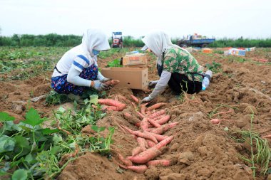 LUANNAN COUNTY, Çin - 22 Temmuz 2021: çiftçiler Kuzey Çin 'deki tarlalarda tatlı patates hasat ediyorlar