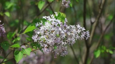 Parktaki güzel leylak çiçekleri