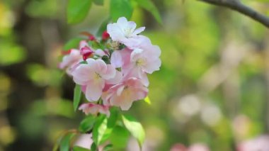 Parktaki güzel Begonya çiçekleri