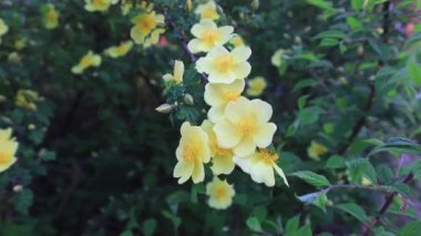 Güzel Rosa Roxburghii çiçekleri parkta, Kuzey Çin 'de