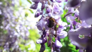 Güzel Wisteria çiçekleri parkta, Kuzey Çin 'de.