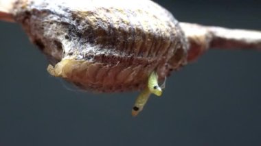 Küçük Mantid, Kuzey Çin 'deki yumurta kılıfından yumurtadan çıktı.