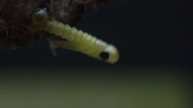 Küçük Mantid, Kuzey Çin 'deki yumurta kılıfından yumurtadan çıktı.