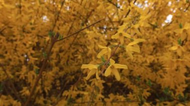 Güzel Forsythia çiçekleri parkta, Kuzey Çin