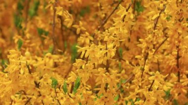 Parkta güzel çiçekler, Kuzey Çin