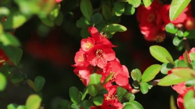 Güzel sopa saplı Begonya çiçekleri, yakın plan fotoğraf.