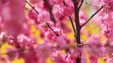 Güzel karaağaç yaprağı erik çiçekleri Kuzey Çin 'deki botanik bahçesindedir.