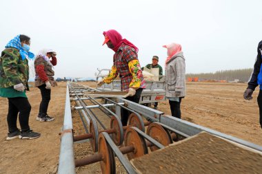 LUANNAN COUNTY, Çin - 12 Nisan 2021: çiftçiler fide tepsilerine pirinç ekmek için makineler kullanıyorlar.