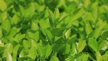 Taze boxwood yaprakları, Kuzey Çin