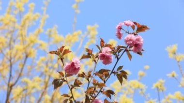 Parkta güzel kiraz çiçekleri var, Kuzey Çin