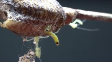 Küçük Mantid, Kuzey Çin 'deki yumurta kılıfından yumurtadan çıktı.