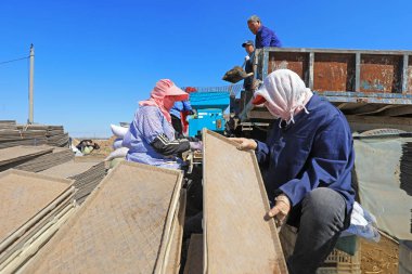 LUANNAN COUNTY, Çin - 13 Nisan 2021: çiftçiler fide tepsilerine pirinç ekmek için makineler kullanıyorlar.