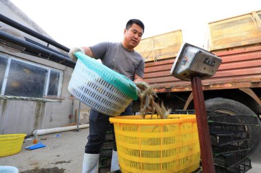 LUANNAN COUNTY, Çin - 27 Nisan 2021: Kuzey Çin 'de bir çiftlikte işçiler karides tartıyor