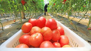 LUANNAN COUNTY, Çin - 21 Mayıs 2021: çiftçiler Kuzey Çin 'de bir çiftlikte domates hasat ediyorlar.