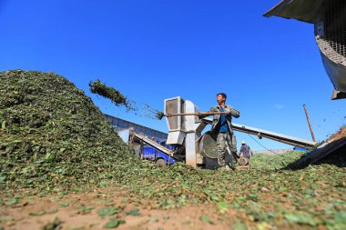 LUANNAN COUNTY, Çin - 5 Haziran 2021: Çiftçiler bezelye bitkilerini ayırıyor ve onları kurutuyorlar, Kuzey Çin,