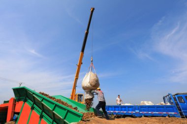 LUANNAN COUNTY, Çin - 5 Temmuz 2021: Kuzey Çin 'deki bir çiftlikteki bir tarlada patatesleri taşıyan bir vinç