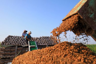 LUANNAN COUNTY, Çin - 18 Ağustos 2021: Çiftçiler mantar torbalarını Kuzey Çin 'deki bir çiftliğe koyuyorlar