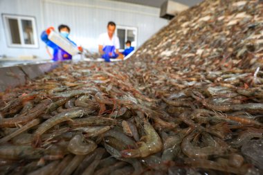 LUANNAN COUNTY, Çin - 7 Eylül 2021: İşçiler Kuzey Çin 'deki bir deniz ürünleri işleme tesisinde karides ayıklıyorlar