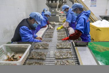 LUANNAN COUNTY, Çin - 7 Eylül 2021: Kadın işçiler Kuzey Çin 'deki bir deniz ürünleri işleme tesisinde karides işleme hattı üzerinde sıkı çalışıyorlar