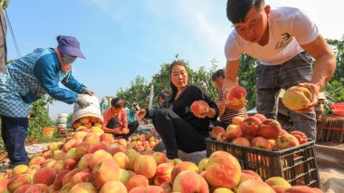 LUANNAN COUNTY, Çin - 23 Eylül 2021: çiftçiler Kuzey Çin 'deki bir çiftlikte meyve bahçelerinde olgun taze şeftalileri sınıflandırıyorlar.