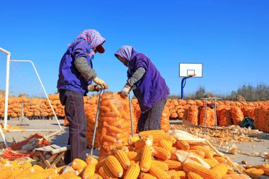 LUANNAN COUNTY, Çin - 22 Ekim 2021: çiftçiler ceplerine kuru mısır koydu, Kuzey Çin